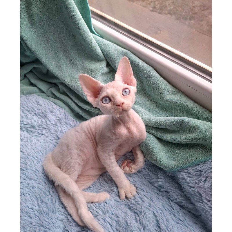 Devon Rex NOV Genri