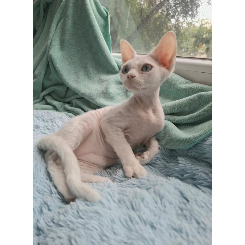 Devon Rex NOV Genri