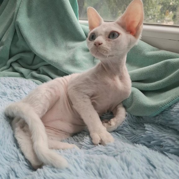 Devon Rex NOV Genri