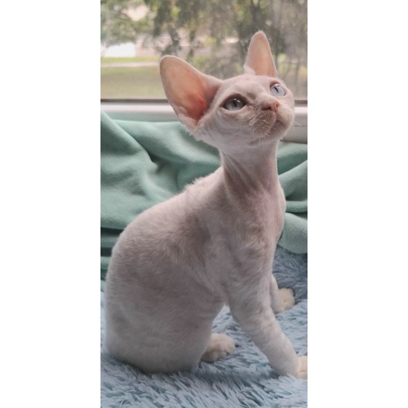 Devon Rex NOV Genri