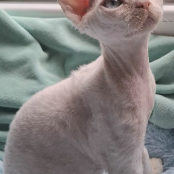 Devon Rex NOV Genri