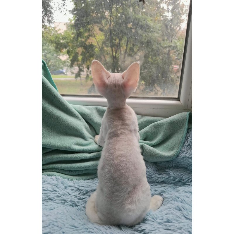 Devon Rex NOV Genri