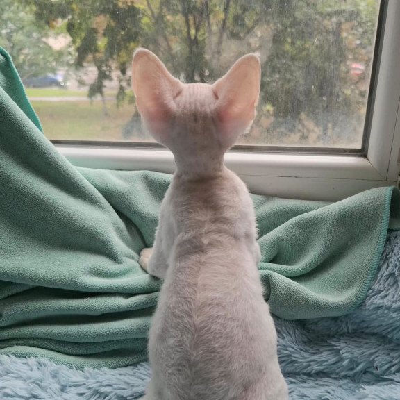 Devon Rex NOV Genri