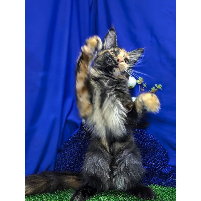 Maine Coon EZ Х-Zoola
