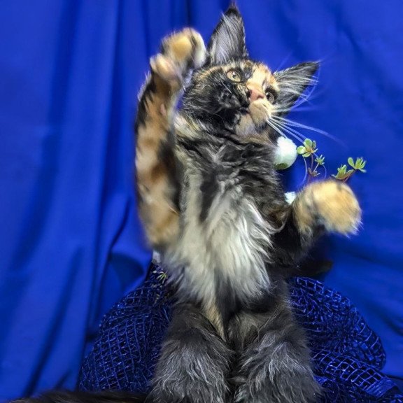 Maine Coon EZ Х-Zoola