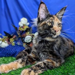 Maine Coon EZ Х-Zoola