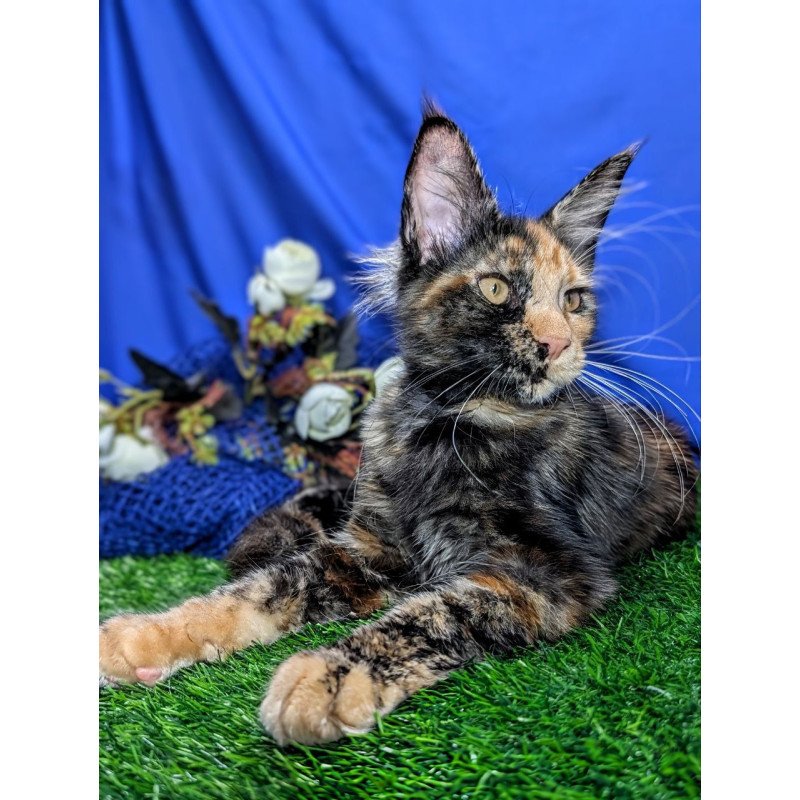 Maine Coon EZ Х-Zoola