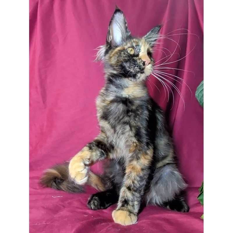 Maine Coon EZ Х-Zoola