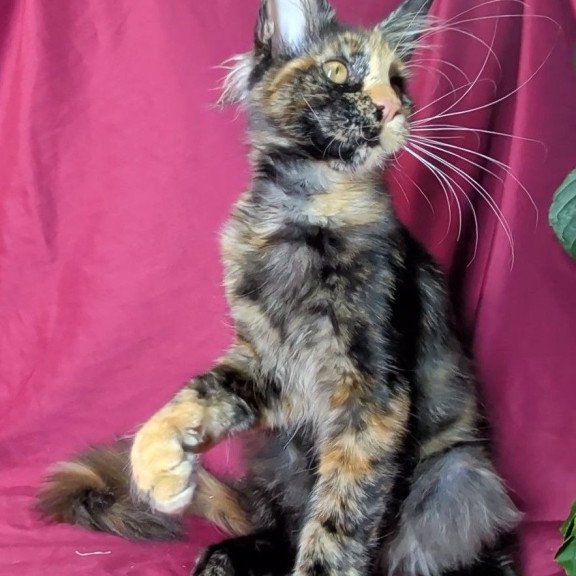 Maine Coon EZ Х-Zoola
