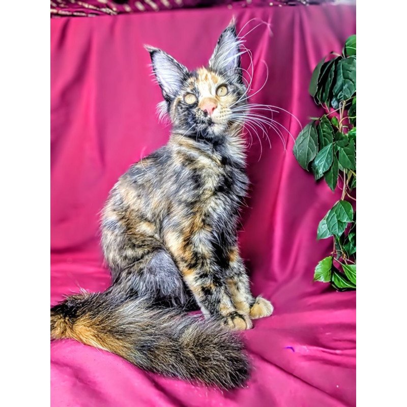 Maine Coon EZ Х-Zoola