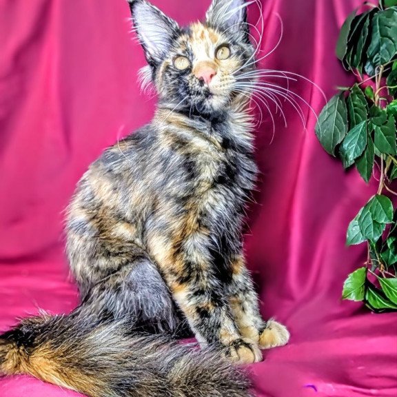 Maine Coon EZ Х-Zoola