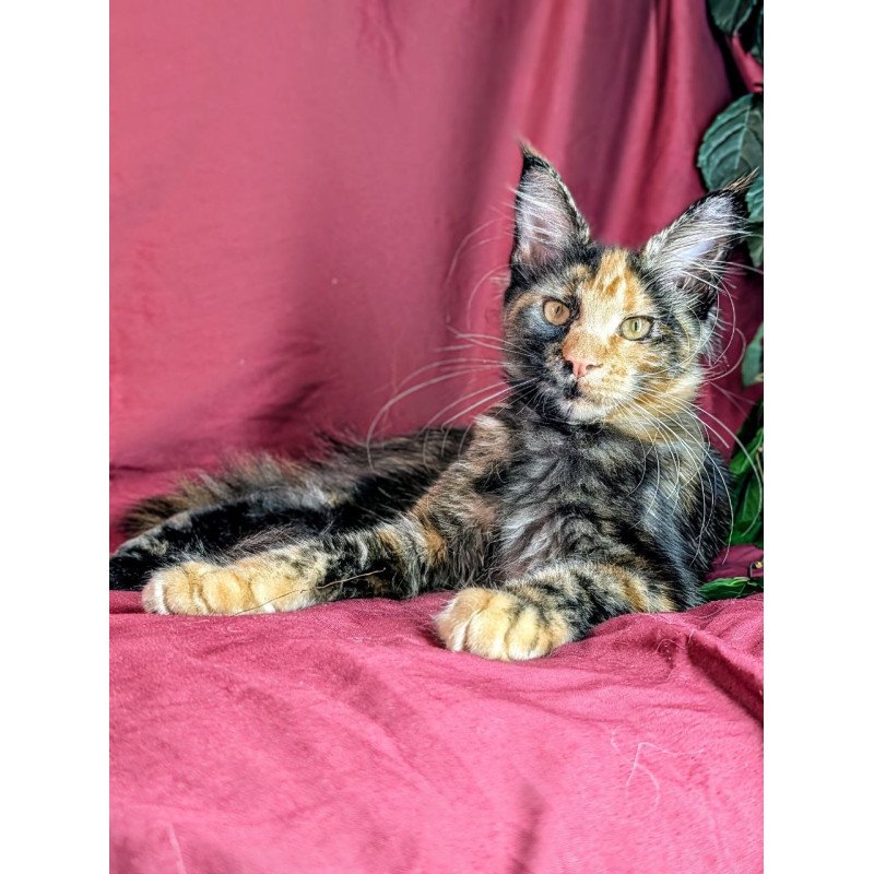 Maine Coon EZ Х-Zoola