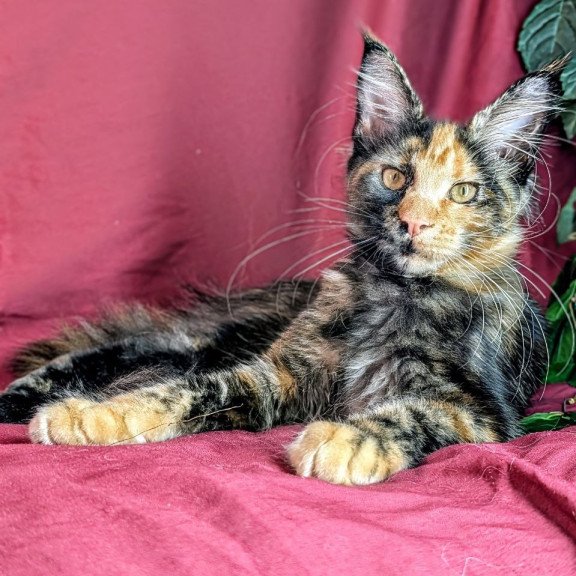 Maine Coon EZ Х-Zoola