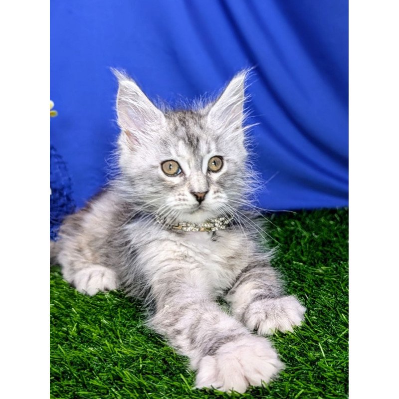 Maine Coon EZ Yula