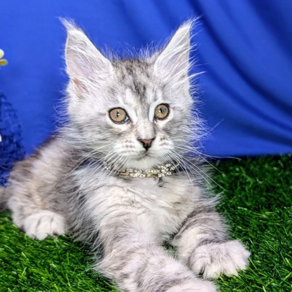 Maine Coon EZ Yula