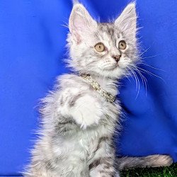 Maine Coon EZ Yula