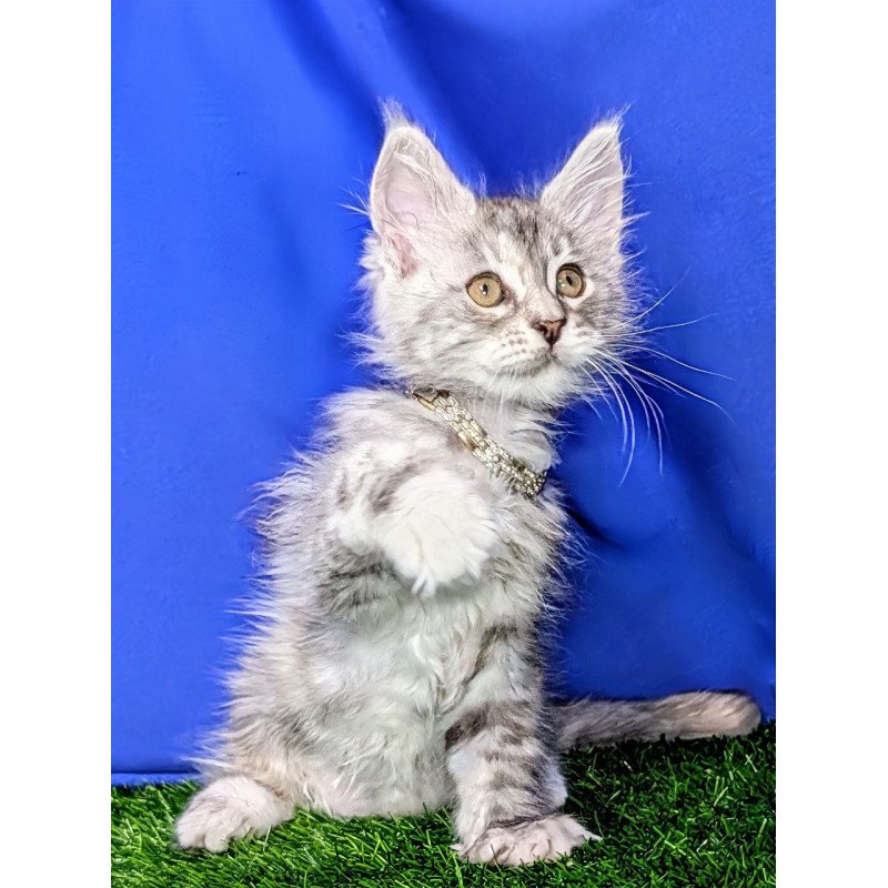 Maine Coon EZ Yula