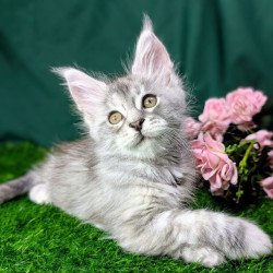 Maine Coon EZ Yula