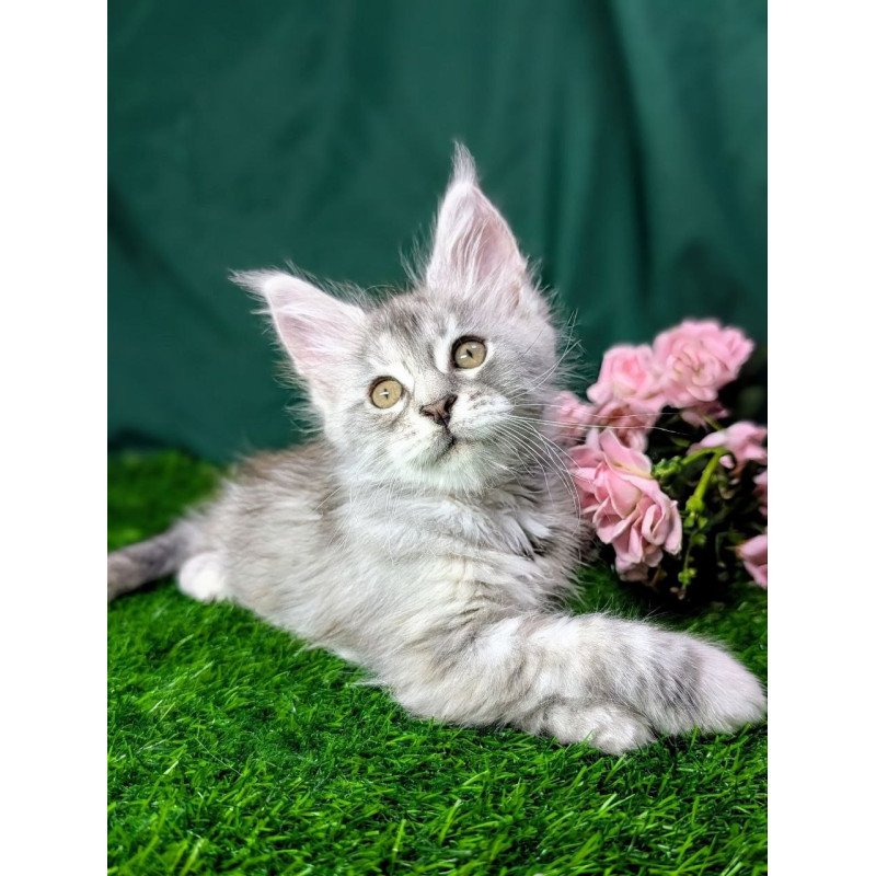Maine Coon EZ Yula