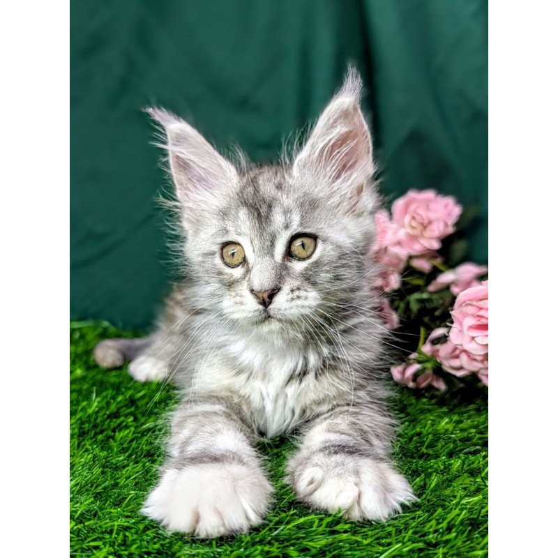 Maine Coon EZ Yula