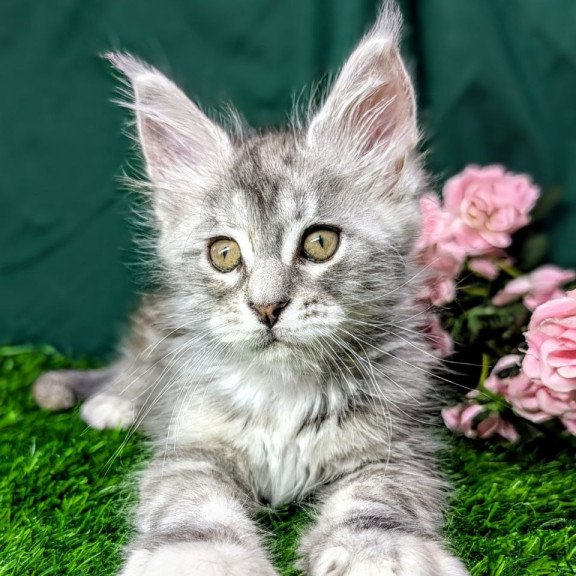 Maine Coon EZ Yula