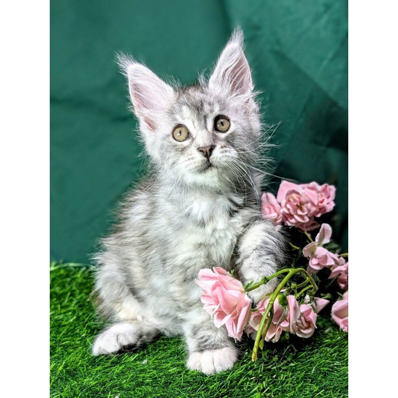 Maine Coon EZ Yula