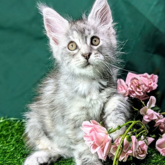 Maine Coon EZ Yula