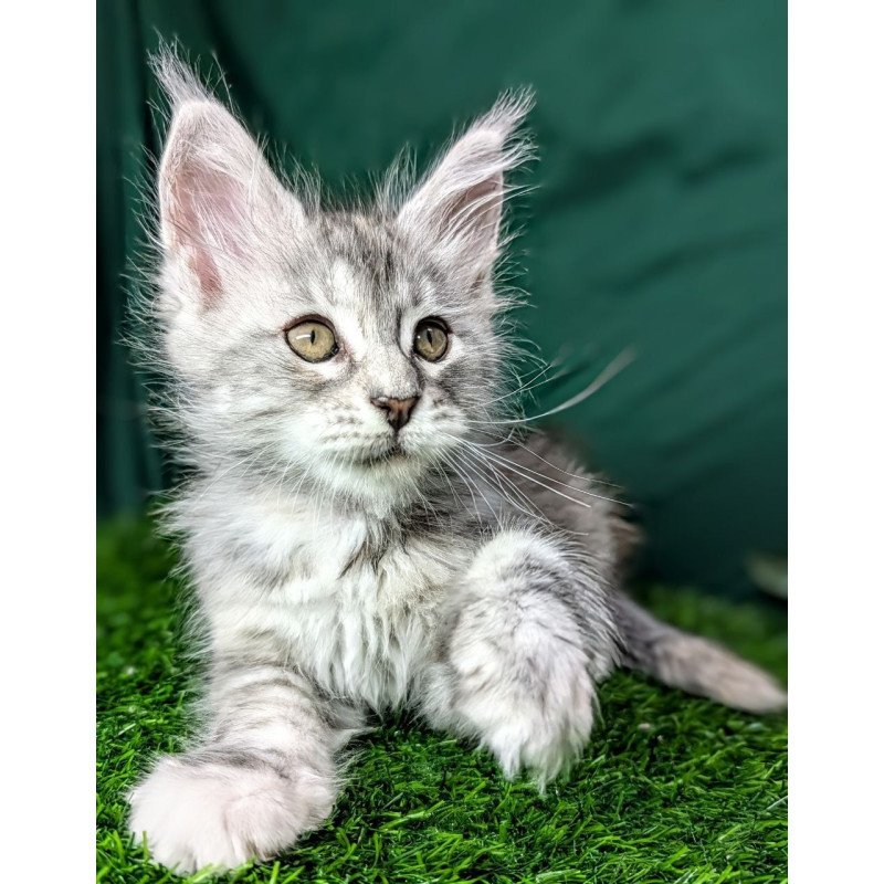 Maine Coon EZ Yula