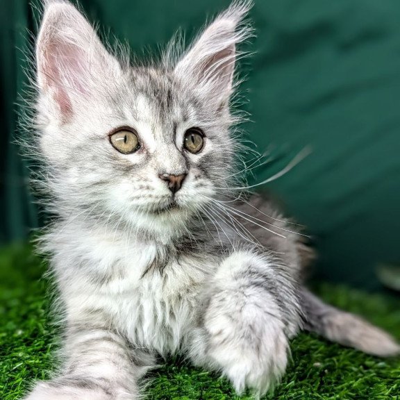 Maine Coon EZ Yula