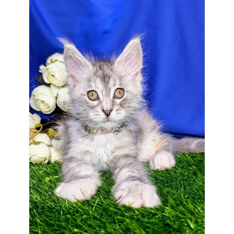 Maine Coon EZ Yula