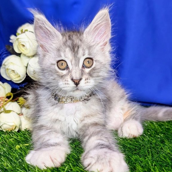 Maine Coon EZ Yula