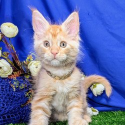 Maine Coon EZ Yucca