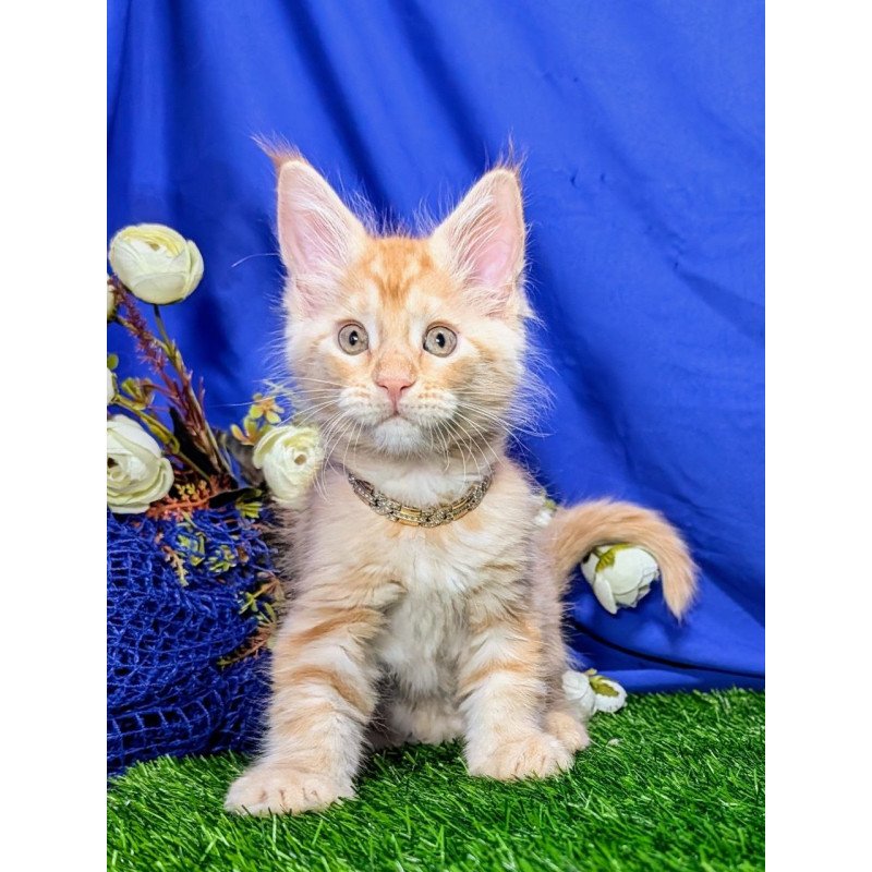 Maine Coon EZ Yucca