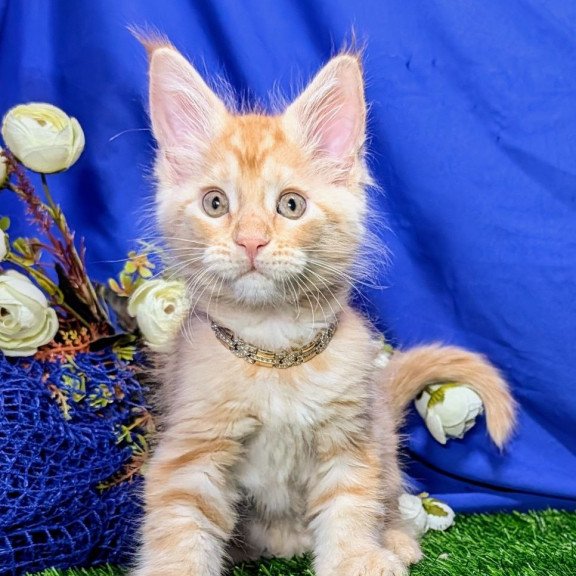 Maine Coon EZ Yucca