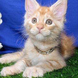 Maine Coon EZ Yucca