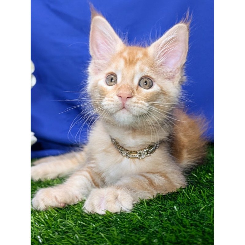 Maine Coon EZ Yucca