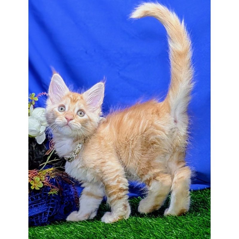 Maine Coon EZ Yucca