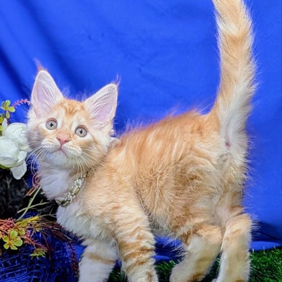 Maine Coon EZ Yucca