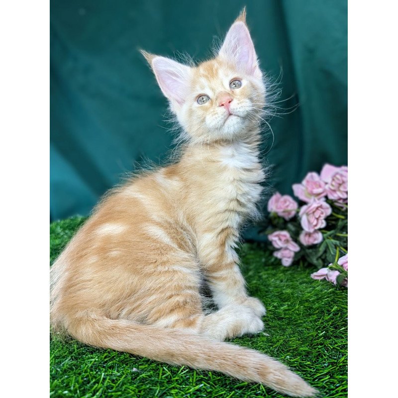 Maine Coon EZ Yucca