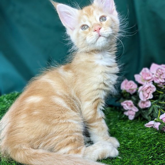 Maine Coon EZ Yucca
