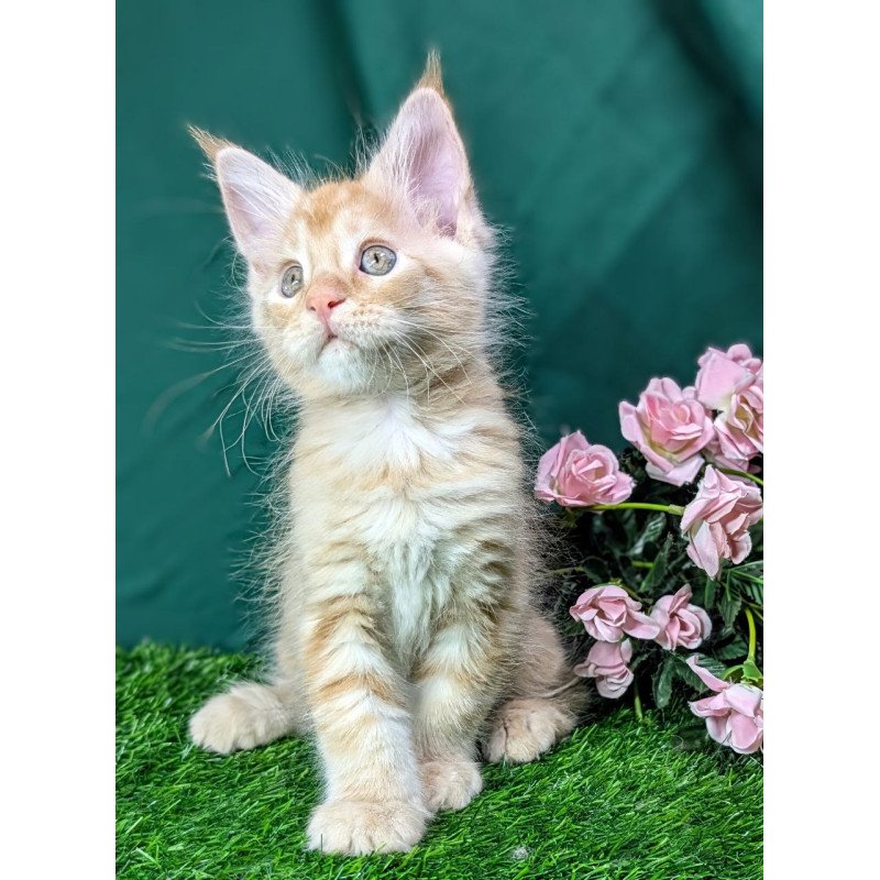 Maine Coon EZ Yucca