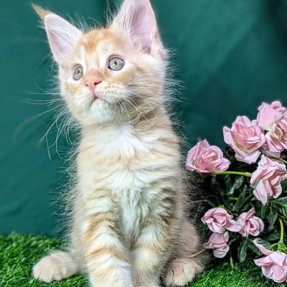 Maine Coon EZ Yucca