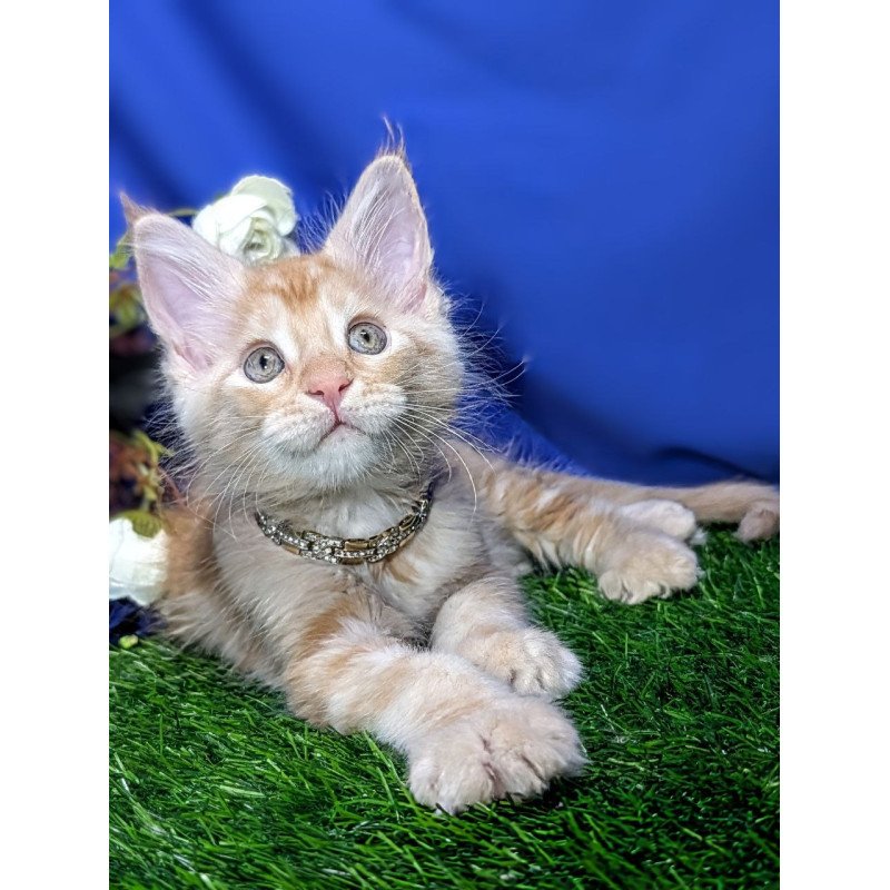 Maine Coon EZ Yucca