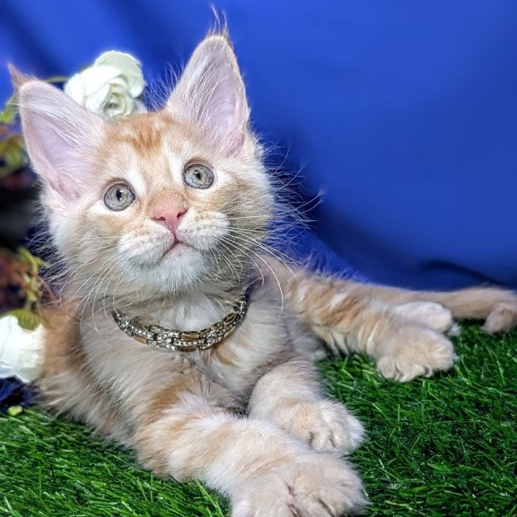 Maine Coon EZ Yucca