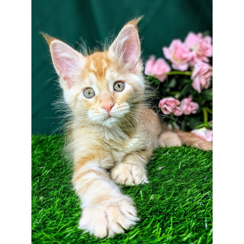 Maine Coon EZ Yucca