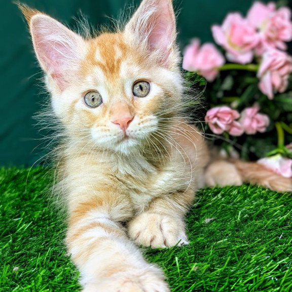 Maine Coon EZ Yucca
