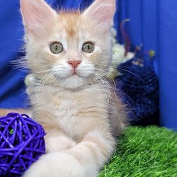 Maine Coon EZ Yeti