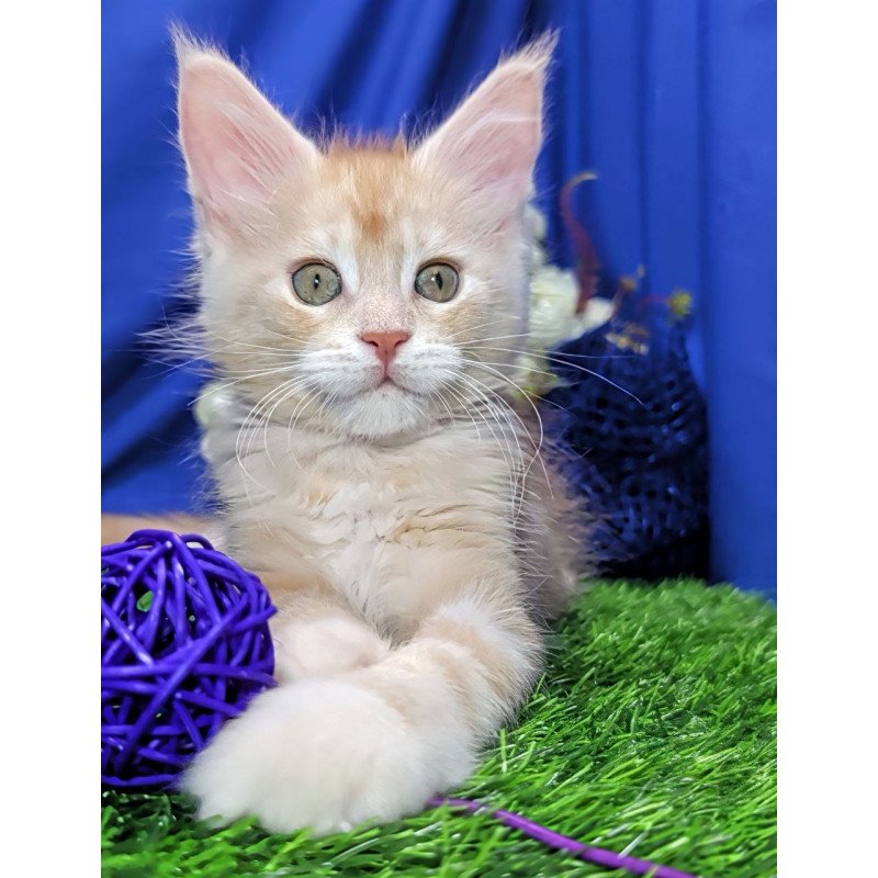 Maine Coon EZ Yeti