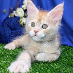 Maine Coon EZ Yeti