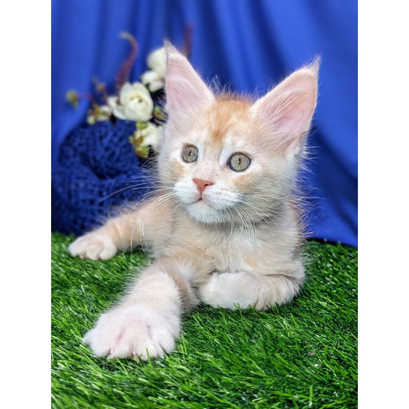 Maine Coon EZ Yeti